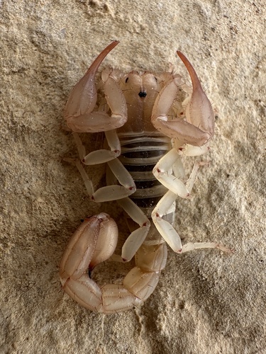 Sin City Scorpion