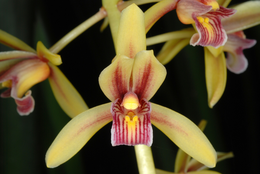 Cymbidium aloifolium