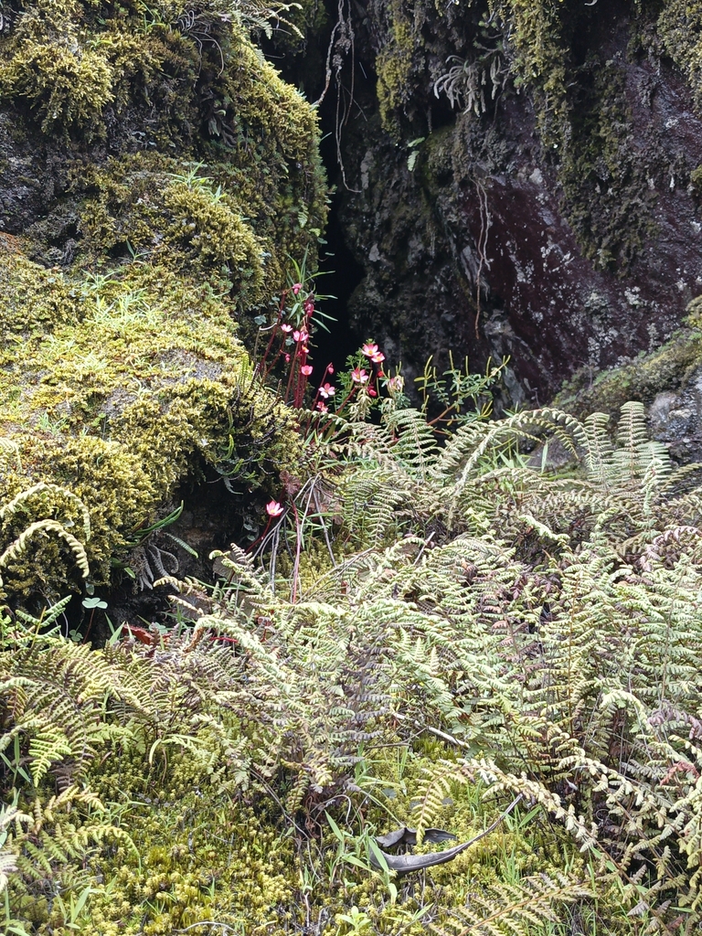Begonia marinae