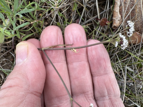 Image of Lomatium piperi by no rights reserved