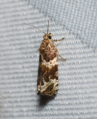 Olethreutes valdanum