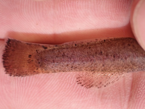 Speckled Madtom