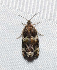Olethreutes valdanum