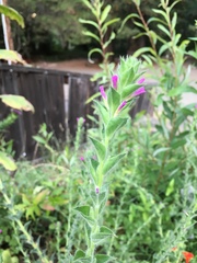 Epilobium densiflorum