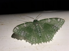 Eucyclodes fascinans