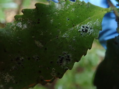 Calopadia subcoerulescens
