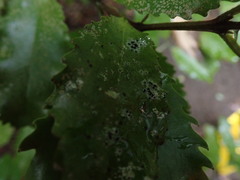 Calopadia subcoerulescens