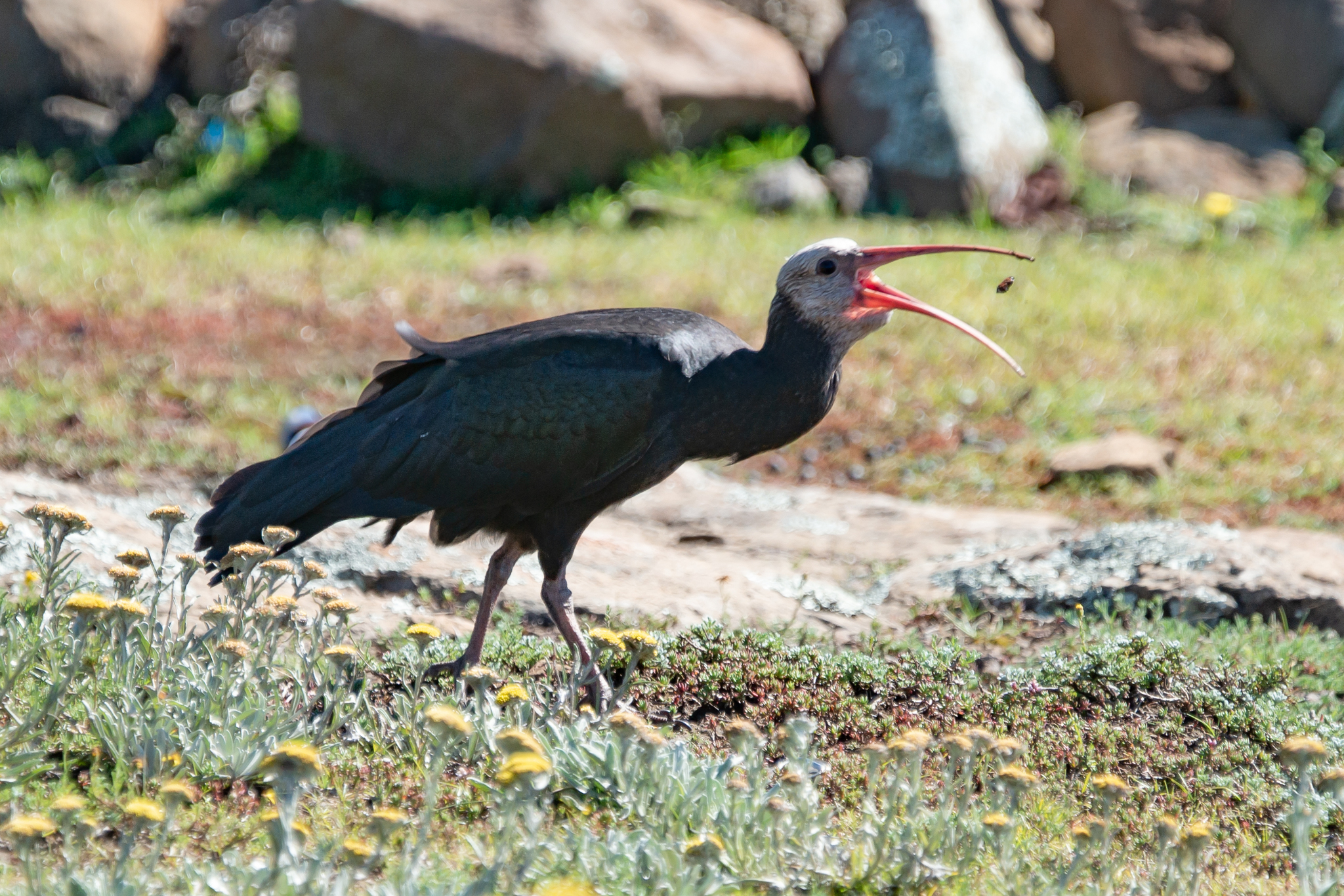 Southern Bald Ibis illustration