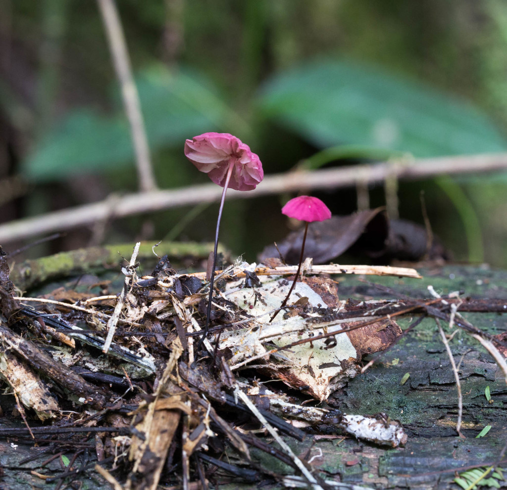 Marasmius haematocephalus · March 2016 · photo: © dschigel (iNaturalist, cc-by)
