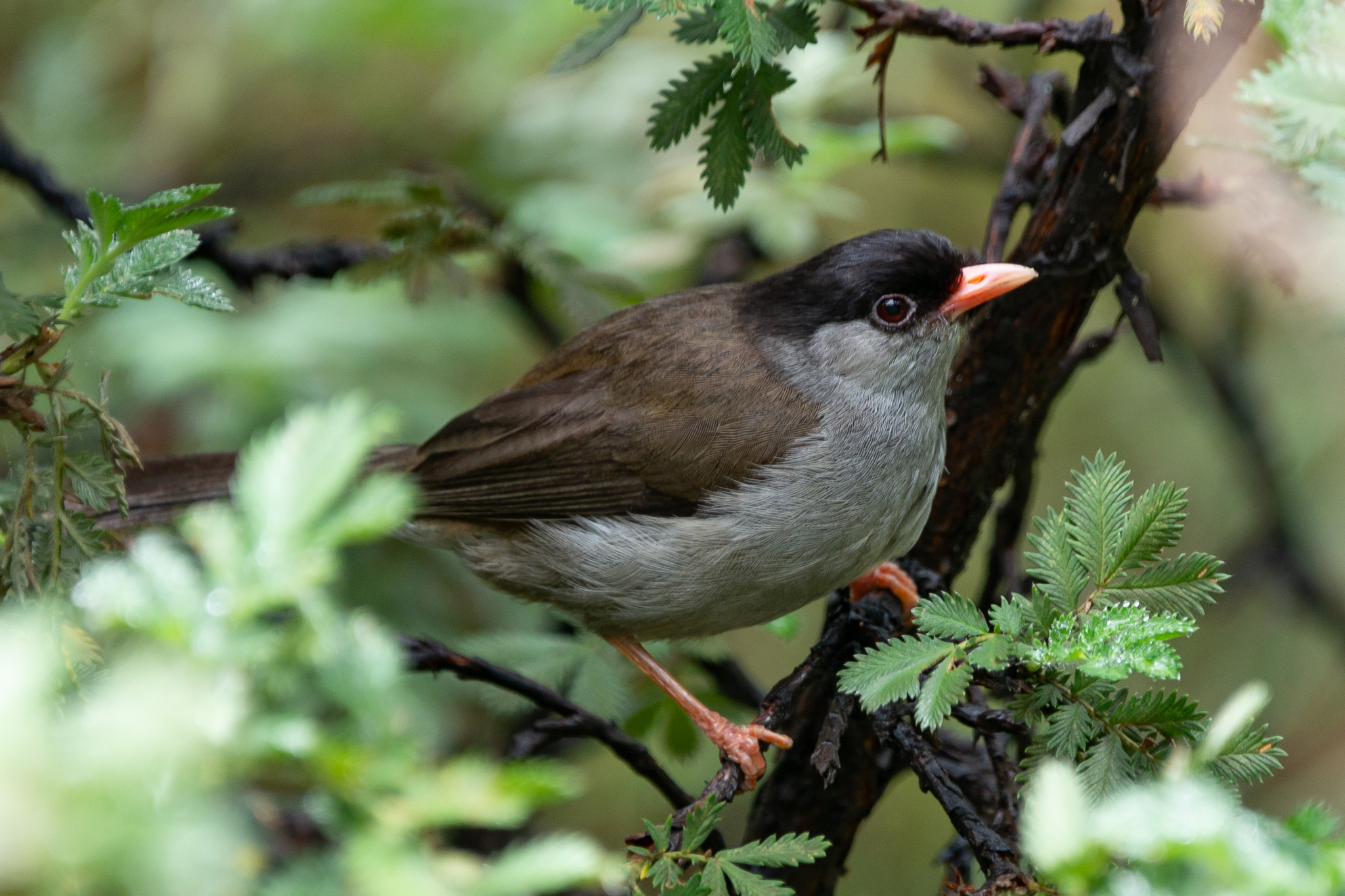 Bush Blackcap (Sylvia nigricapillus)