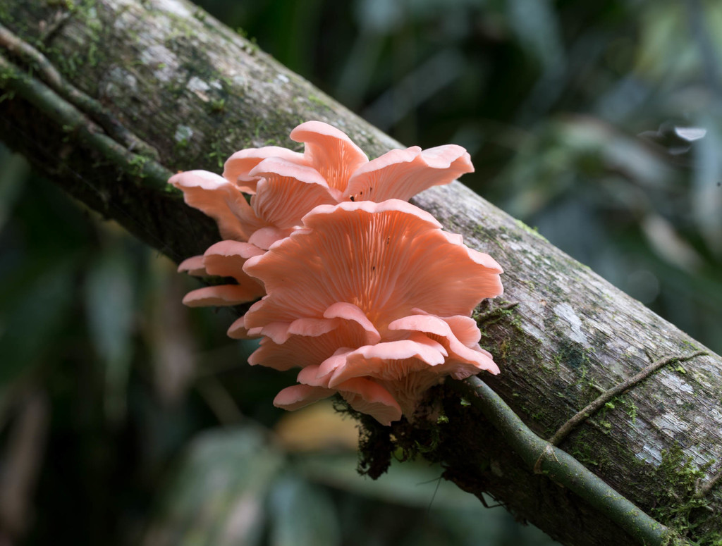 Pleurotus djamor · March 2016 · photo: © dschigel (iNaturalist, cc-by)