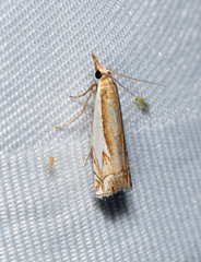 Crambus bidens