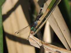 Micrathyria hypodidyma