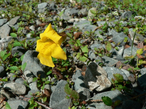Image of Erythranthe veronicifolia by (c) J Straka, some rights reserved (CC BY)