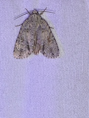Acronicta ovata