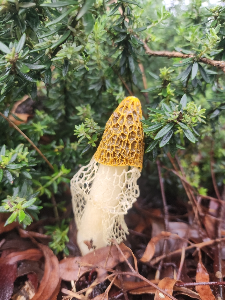 Phallus multicolor · March 2025 · photo: © rotceh_dnih (iNaturalist, cc-by)