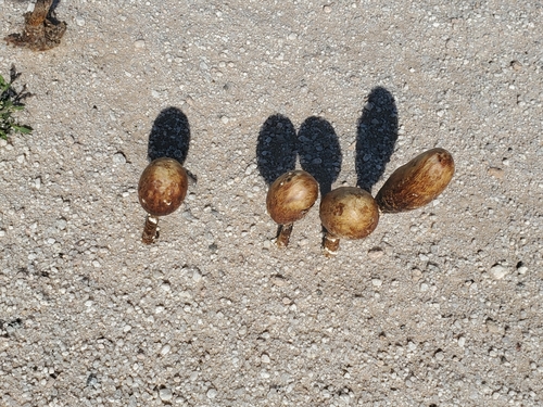 Podaxis inyoensis