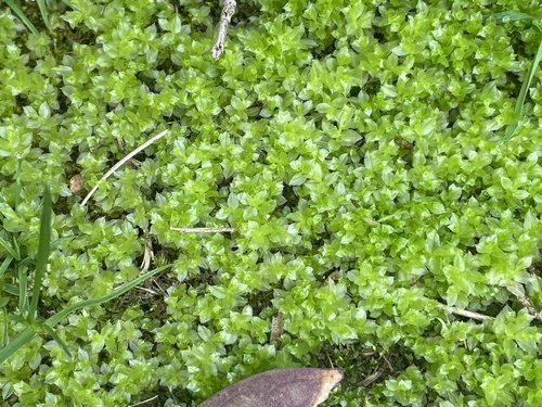 Plagiomnium acutum observed 2025-03-12