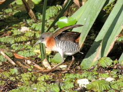 Laterallus melanophaius