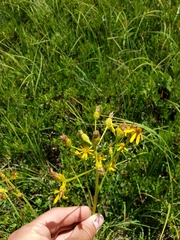 Senecio triangularis