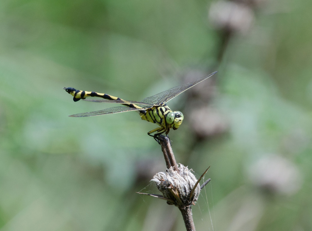 Ictinogomphus angulosus