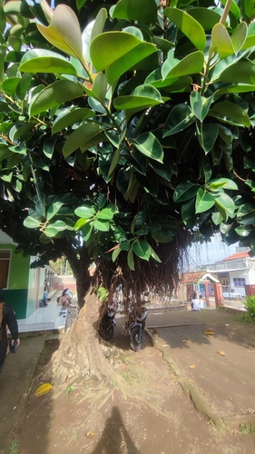 Image of Ficus elastica by (c) ꦥꦤ꧀ꦗꦶꦒꦸꦱ꧀ꦠꦶꦄꦏ꧀ꦧꦂ, some rights reserved (CC BY)