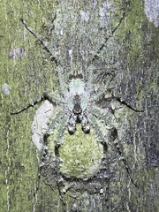 Pandercetes gracilis