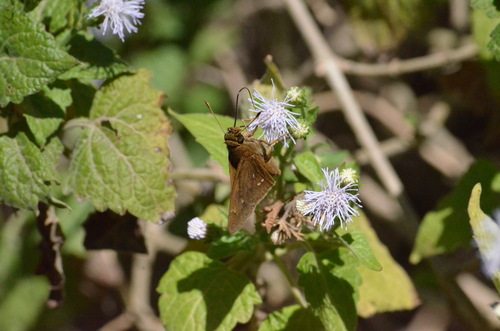 Double-dotted Skipper photo 5