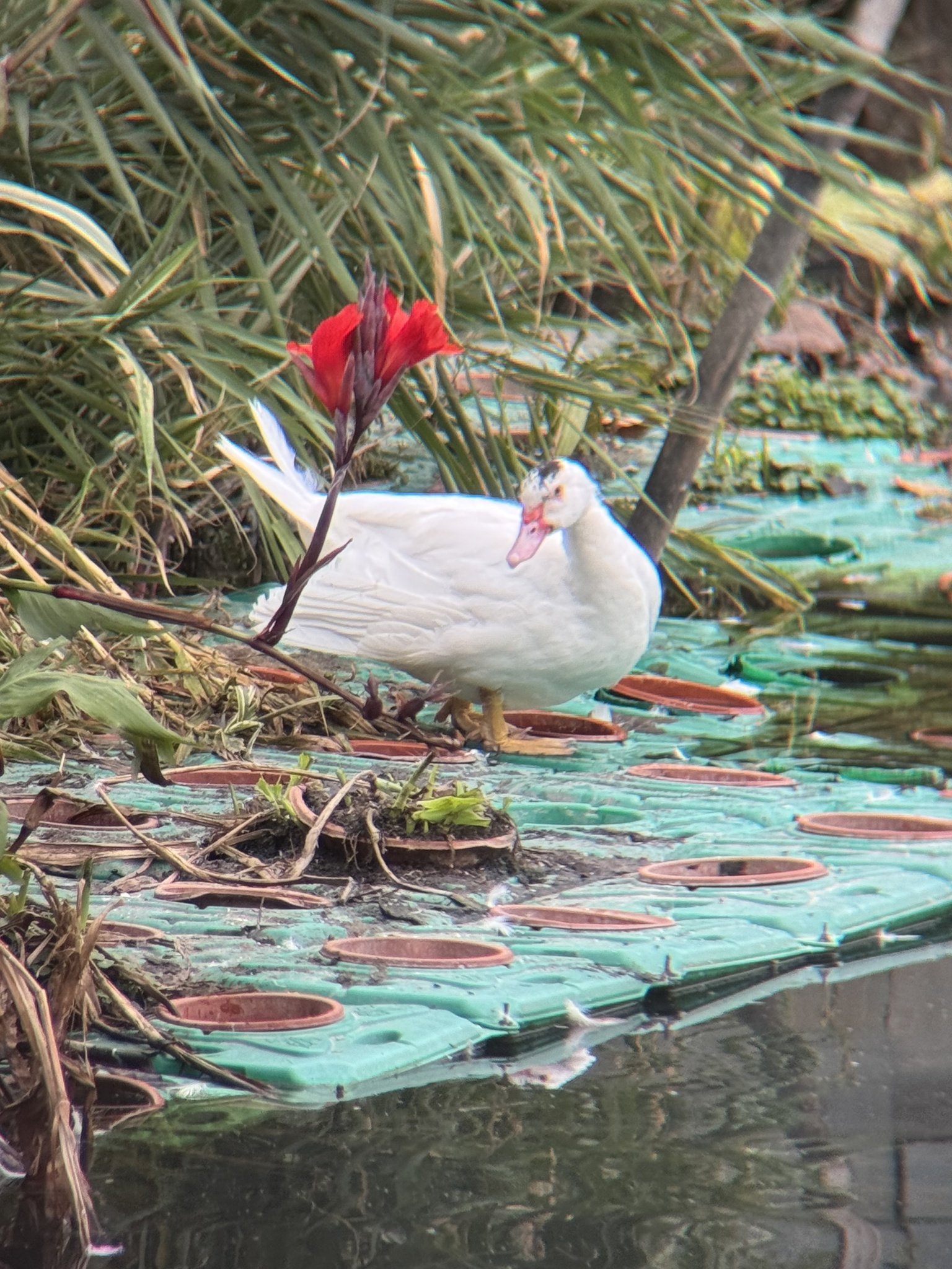 Muscovy Duck