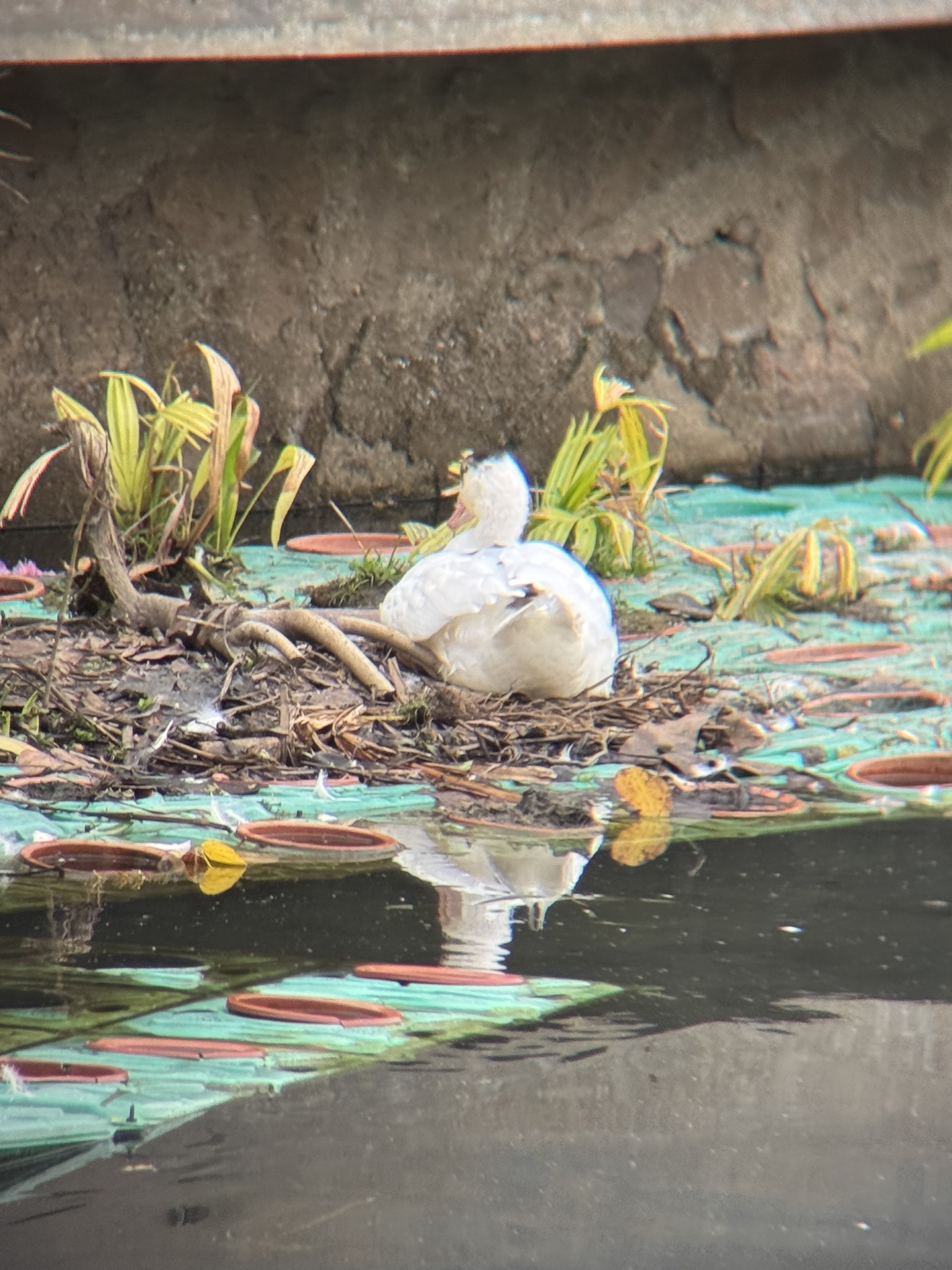 Muscovy Duck