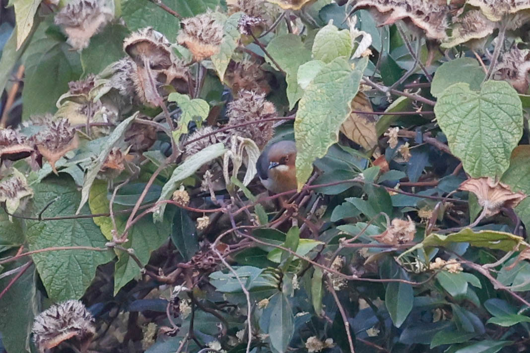 Chapin's Apalis (Apalis chapini), photo 3
