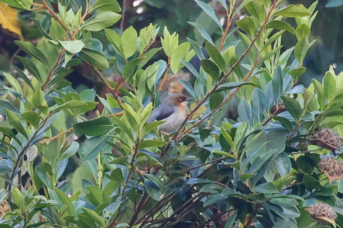 Chapin's Apalis (Apalis chapini), photo 8