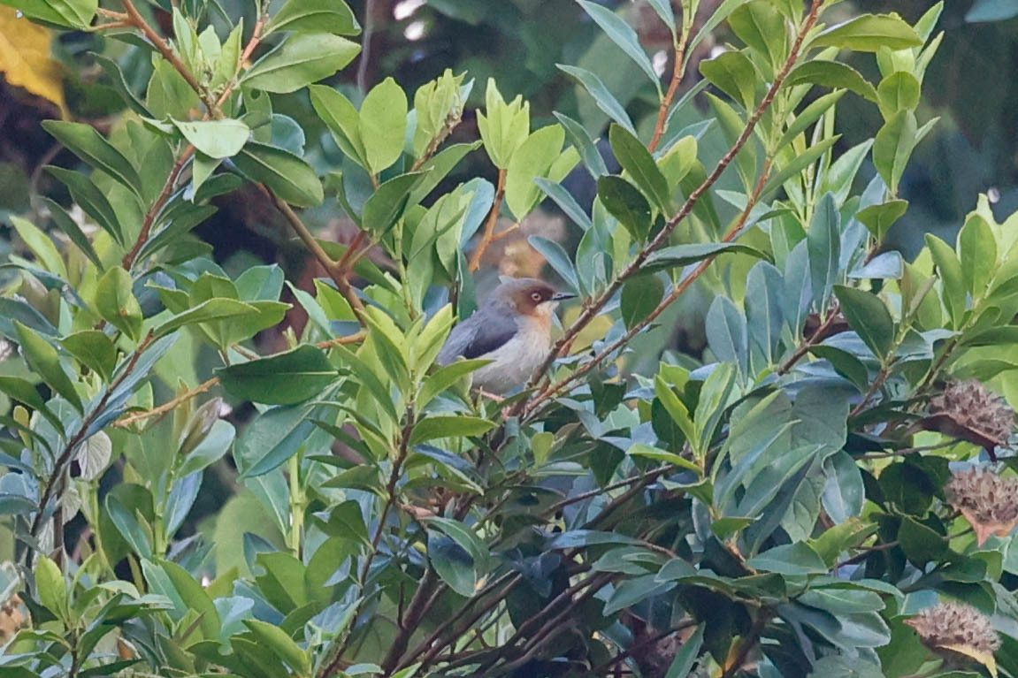 Chapin's Apalis (Apalis chapini), photo 2