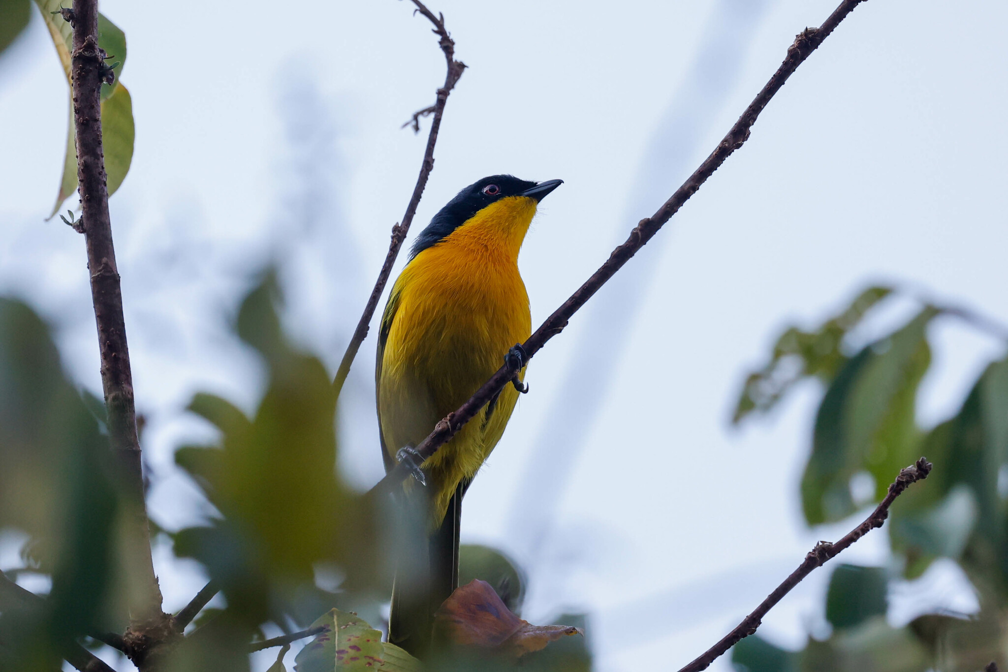 Black-fronted Bushshrike (Chlorophoneus nigrifrons), photo 3