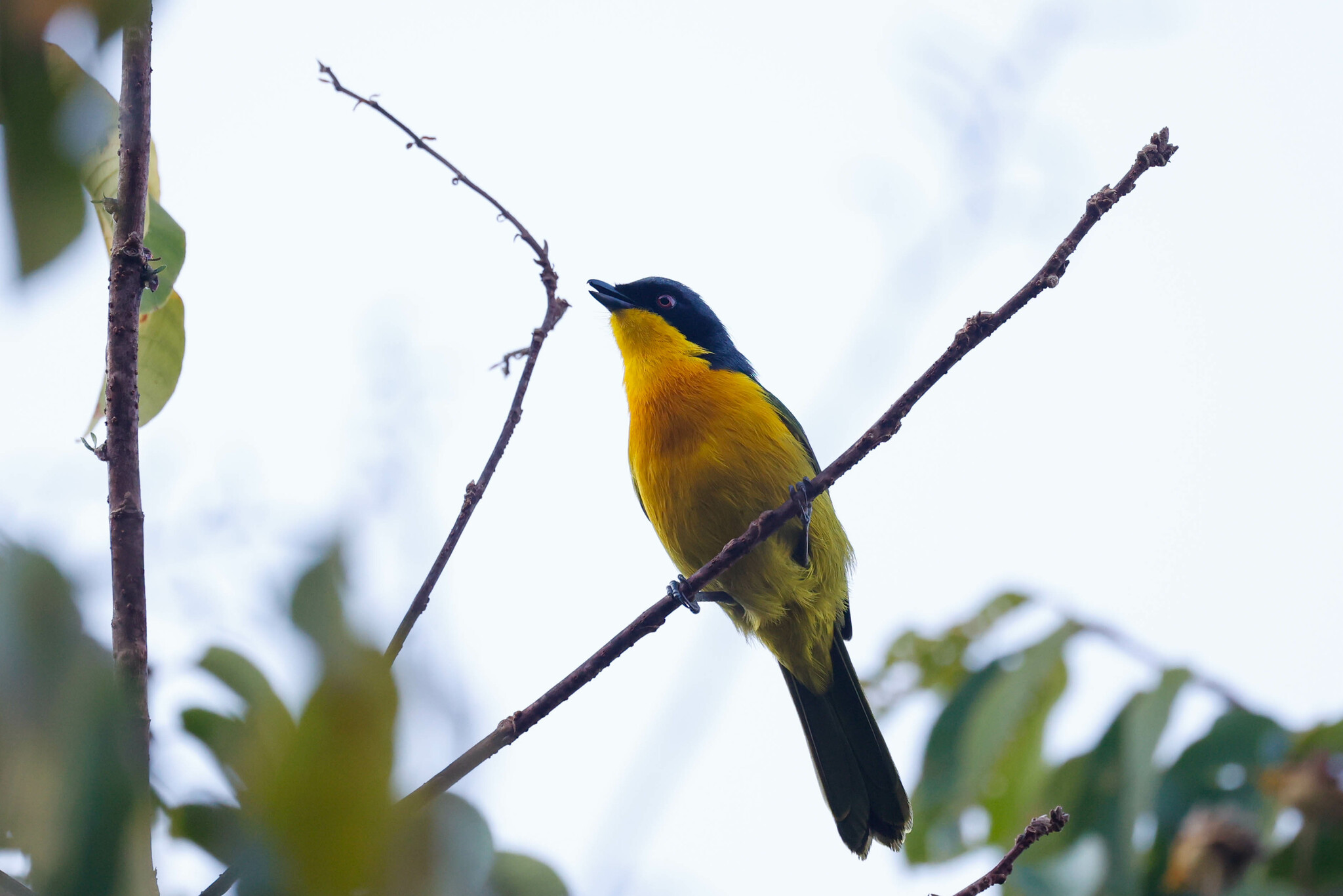 Black-fronted Bushshrike (Chlorophoneus nigrifrons), photo 1