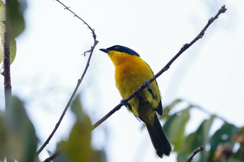 Black-fronted Bushshrike (Chlorophoneus nigrifrons), photo 4