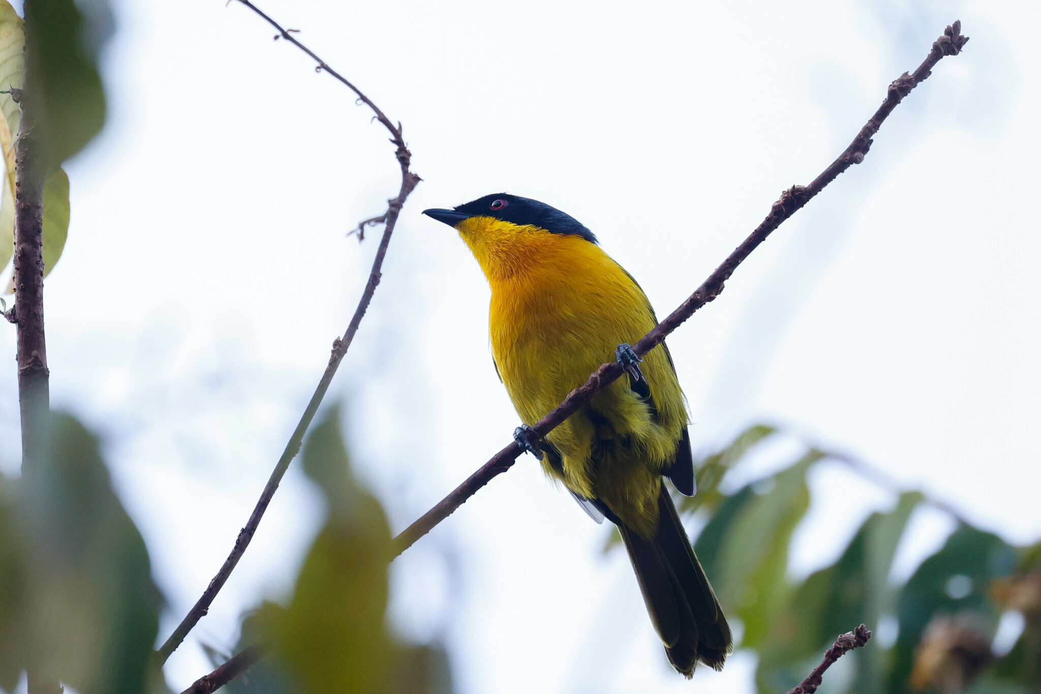 Black-fronted Bushshrike (Chlorophoneus nigrifrons), photo 2