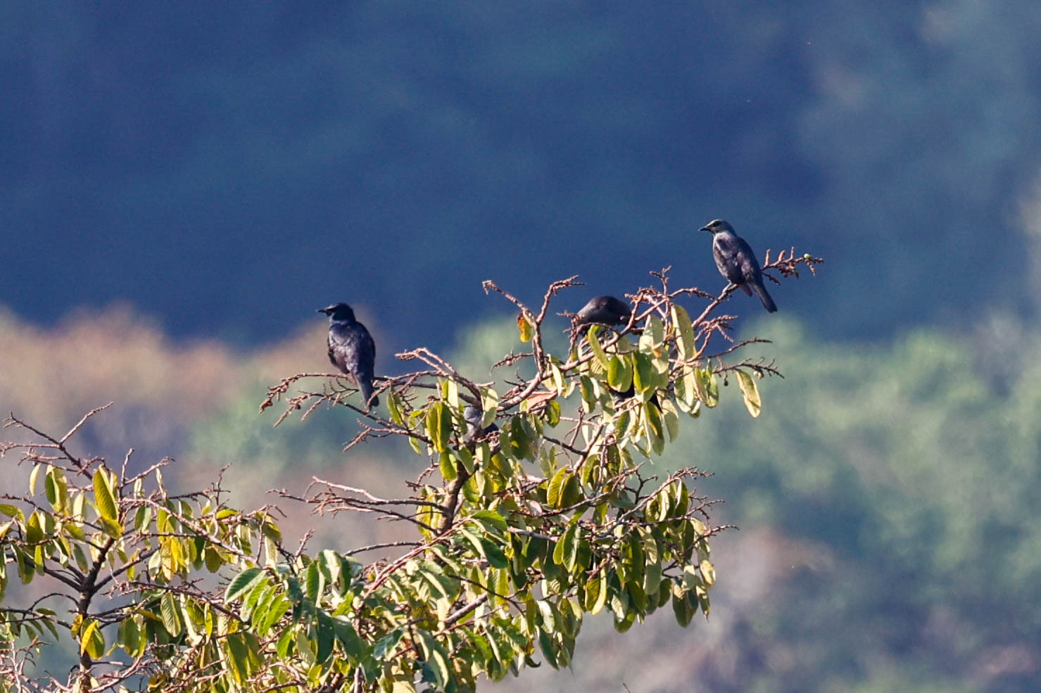 Waller's Starling (Onychognathus walleri), photo 2