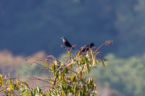 Waller's Starling (Onychognathus walleri)