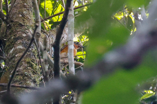 Orange Ground Thrush (Geokichla gurneyi), photo 3