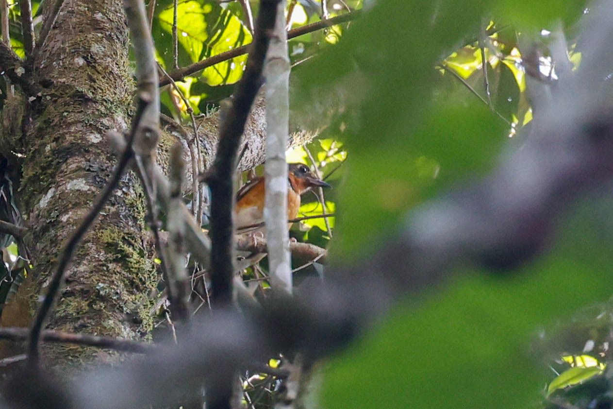 Orange Ground Thrush (Geokichla gurneyi), photo 3
