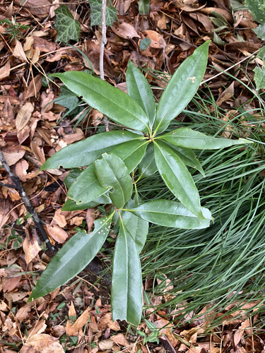 Quercus × takaoyamensis iNat (1)
