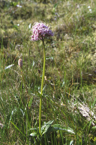 Image of Valeriana capitata by (c) Oleg Kosterin, some rights reserved (CC BY)