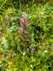 Castilleja parviflora