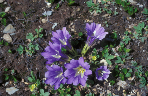 Gentiana grandiflora, photograph 6