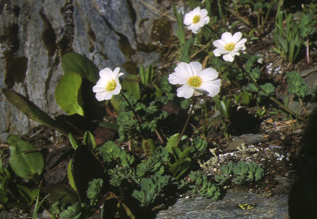 Callianthemum sajanense; photograph (c) Oleg Kosterin, some rights reserved (CC BY)