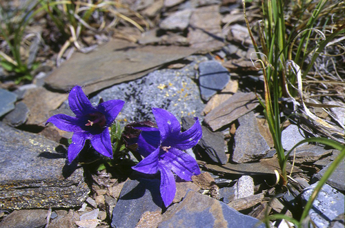 Campanula dasyantha, photograph 5