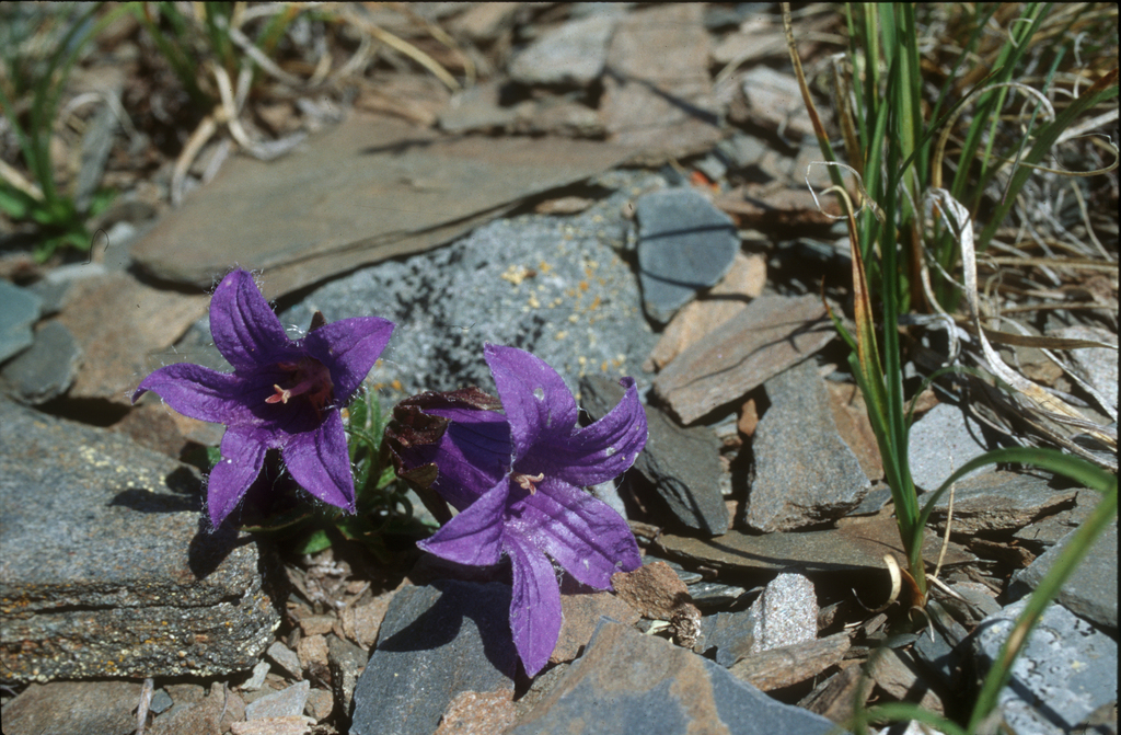 Campanula dasyantha; photograph (c) Oleg Kosterin, some rights reserved (CC BY)