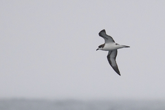 Pterodroma sandwichensis