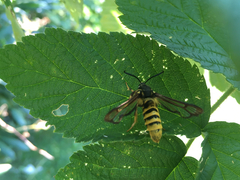 Pennisetia marginatum